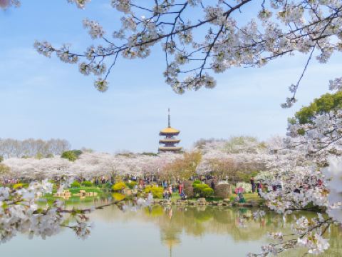 🌸花見湖北🌸(武漢、荊州、岳陽)  西北湖廣場夜櫻、堤角公園櫻花、東湖磨山櫻園、蔡甸油菜花海、乘船兩江夜遊、仙桃夢裡水鄉、枝江同心花海、藝術酒店永安專屬櫻花下午茶、黃鶴樓  6天純玩高鐵團
