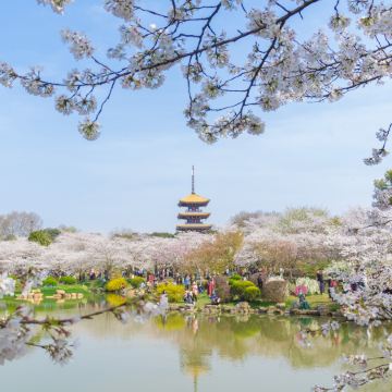 🌸花見湖北🌸(武漢、荊州、岳陽)  西北湖廣場夜櫻、堤角公園櫻花、東湖磨山櫻園、蔡甸油菜花海、乘船兩江夜遊、仙桃夢裡水鄉、枝江同心花海、藝術酒店永安專屬櫻花下午茶、黃鶴樓  6天純玩高鐵團