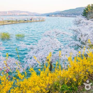 慶尚道+釜山5天花漾之旅 *早鳥報名*【春日賞花】普門湖觀光園地、瞻星台~大陵苑~東宮與月池、溫泉川市民公園、海雲台迎月路、大渚生態公園、海雲台RiverCruise、松島海上天空步道+纜車+龍宮雲橋