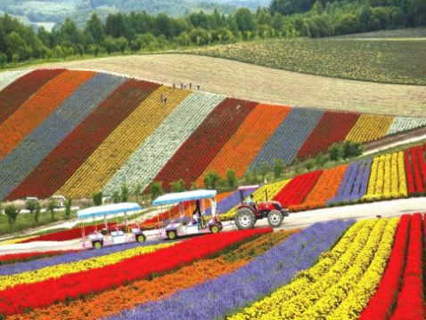 北海道~道央 5天夏日賞花之旅 【尊享香港航空貴賓室】 富良野~富田花園、美瑛~四季彩の丘(包乘坐四季彩Norocco號觀光車)、國營瀧野鈴蘭丘陵公園(賞鼠尾草及夏日花田)