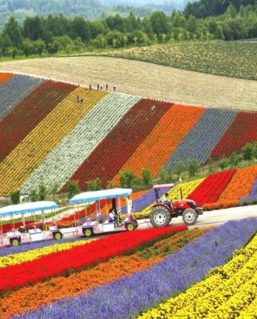 北海道~道央 5天夏日賞花之旅 【尊享香港航空貴賓室】 富良野~富田花園、美瑛~四季彩の丘(包乘坐四季彩Norocco號觀光車)、國營瀧野鈴蘭丘陵公園(賞鼠尾草及夏日花田)