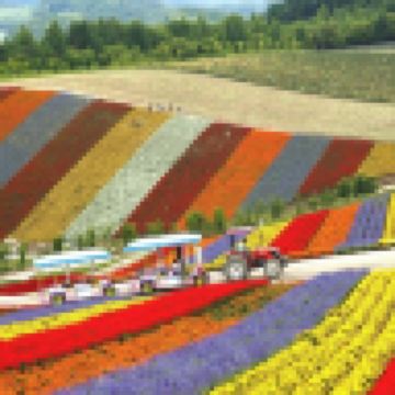 北海道~道央 5天夏日賞花之旅 【尊享香港航空貴賓室】 富良野~富田花園、美瑛~四季彩の丘(包乘坐四季彩Norocco號觀光車)、國營瀧野鈴蘭丘陵公園(賞鼠尾草及夏日花田)