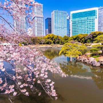東京、茨城、輕井澤7天花見巡禮之旅  3晚溫泉酒店、日立海濱公園浪漫花海、足利花卉公園花の物語、「賞櫻名所」 濱離宮恩賜庭園、「南阿爾卑斯山」昇仙峽、「世界三大高佛像」牛久大佛