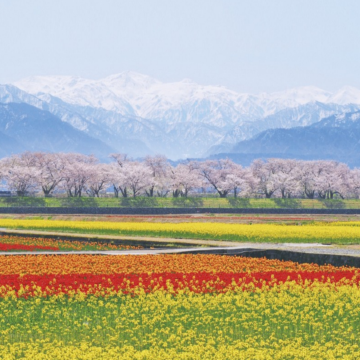 花見北陸 春爛漫6天美景之旅~ 朝日町舟川~春之四重奏(賞油菜花、櫻花、鬱金香、雪山)、賞櫻名所(「國寶名城」松本城、「日本三大名園」兼六園、《全新開幕》岡崎三井Outlet Park、2晚溫泉酒店 