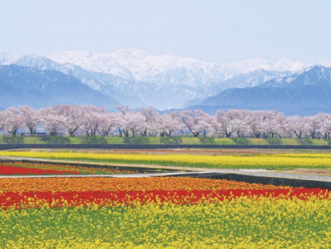 花見北陸 春爛漫6天美景之旅~ 朝日町舟川~春之四重奏(賞油菜花、櫻花、鬱金香、雪山)、賞櫻名所(「國寶名城」松本城、「日本三大名園」兼六園、《全新開幕》岡崎三井Outlet Park、2晚溫泉酒店 