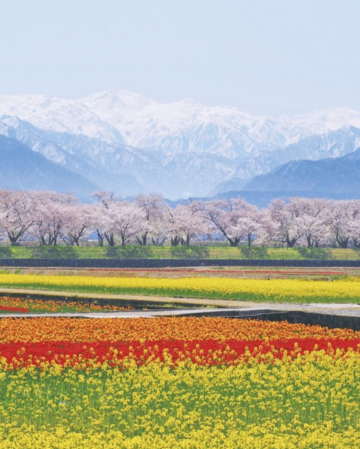 花見北陸 春爛漫6天美景之旅~ 朝日町舟川~春之四重奏(賞油菜花、櫻花、鬱金香、雪山)、賞櫻名所(「國寶名城」松本城、「日本三大名園」兼六園、《全新開幕》岡崎三井Outlet Park、2晚溫泉酒店 