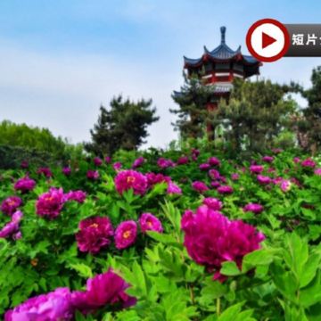 【季節限定】【國泰航空】🌸中原古都(鄭州、開封、登封、洛陽)6天深度遊  洛陽(龍門石窟、國風體驗：穿漢服遊牡丹園)、開封(清明上河園)、輝縣(回龍天界山)、登封(少林寺、塔林)