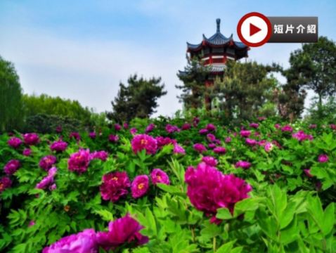 【季節限定】【國泰航空】🌸中原古都(鄭州、開封、登封、洛陽)6天深度遊  洛陽(龍門石窟、國風體驗：穿漢服遊牡丹園)、開封(清明上河園)、輝縣(回龍天界山)、登封(少林寺、塔林)
