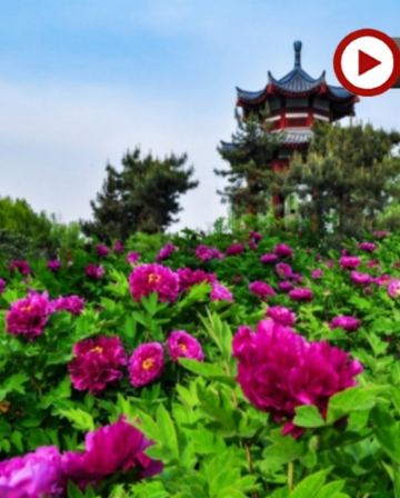 【季節限定】【國泰航空】🌸中原古都(鄭州、開封、登封、洛陽)6天深度遊  洛陽(龍門石窟、國風體驗：穿漢服遊牡丹園)、開封(清明上河園)、輝縣(回龍天界山)、登封(少林寺、塔林)