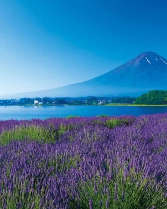 東京、茨城、河口湖 夏日5天賞景之旅 富士山五合目、「世界三大高佛像」牛久大佛、大洗磯前神社、絕美海上鳥居~神磯之鳥居、成田山新勝寺、1晚溫泉酒店