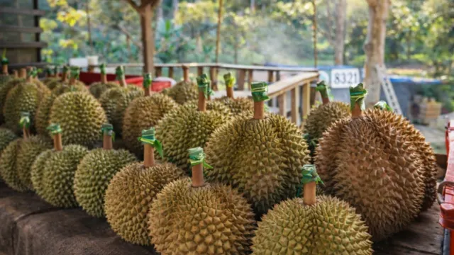 8321榴槤園檳城山中果王