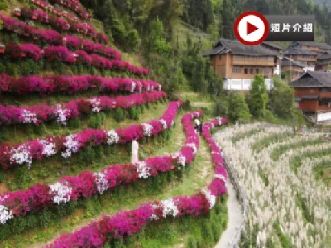 🌸花香梯田‧春漫桂林🌸 雙梯田春日賞花4天純玩高鐵團  虞山公園賞花+下午茶、龍脊梯田、布尼花海梯田加烏瀑布、靈川海洋天桃、東漓古村、七星公園、豪華船遊覽一江四湖