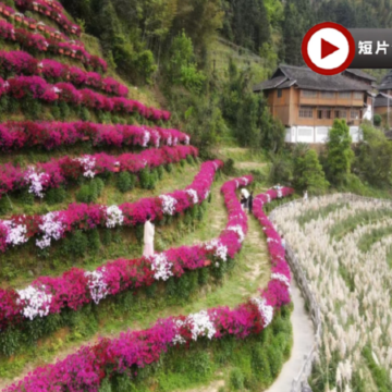 🌸花香梯田‧春漫桂林🌸 雙梯田春日賞花4天純玩高鐵團  虞山公園賞花+下午茶、龍脊梯田、布尼花海梯田加烏瀑布、靈川海洋天桃、東漓古村、七星公園、豪華船遊覽一江四湖