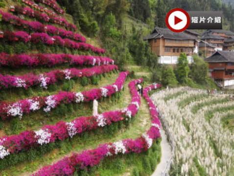 🌸花香梯田‧春漫桂林🌸 雙梯田春日賞花4天純玩高鐵團  虞山公園賞花+下午茶、龍脊梯田、布尼花海梯田加烏瀑布、靈川海洋天桃、東漓古村、七星公園、豪華船遊覽一江四湖
