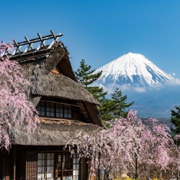 東京、春の富士山 賞櫻購物6天之旅 「千葉三大名山」鋸山(包乘登山纜車)、賞櫻名所(山中湖花之都公園~清流之里、成田山新勝寺)