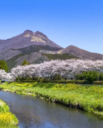 九州の春 6天賞花溫泉之旅 賞櫻名所(熊本城、水前寺公園)、御船山樂園 ~櫻花祭/春の花祭( 杜鵑花、大紫籐花)、由布院溫泉街(櫻花及油菜花)、金鱗湖、久住花公園 《 4月1日起出發適用》