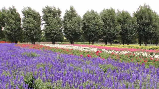 富田花園 薰衣草