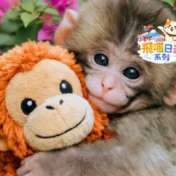 東京Punch萌猴 《一日遊》即報即成團 | 一人可出發 | 9人小團 |免收旅行團服務費 | 全程無購物 