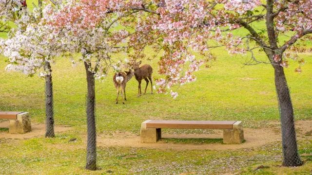 奈良公園