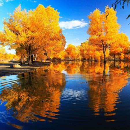 內蒙古🍂金秋夢幻胡楊林、探秘黑水城、穿越地球之心、鄂爾多斯草原9天團  
額濟納旗🍂金色森林~胡楊林、遊覽一至八道橋、居延海、怪樹林海、四驅車三湖穿越、鄂爾多斯草原(篝火晚會)