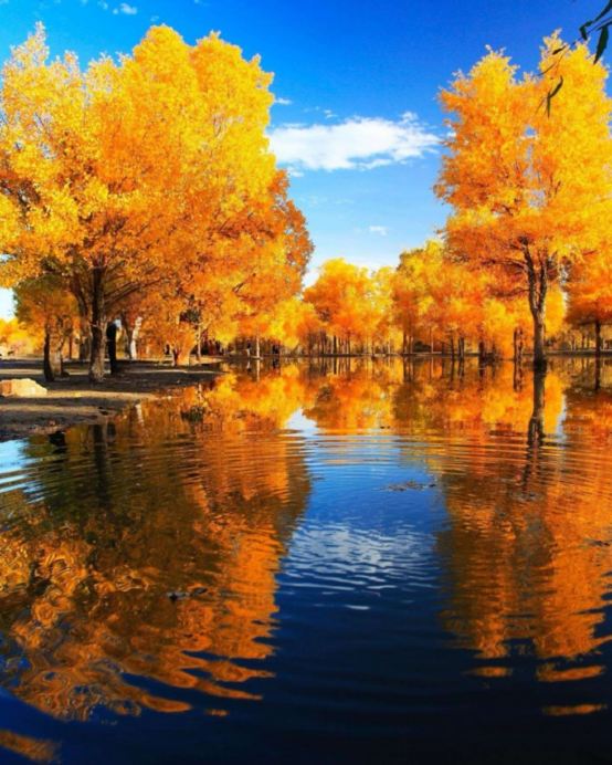內蒙古🍂金秋夢幻胡楊林、探秘黑水城、穿越地球之心、鄂爾多斯草原9天團  
額濟納旗🍂金色森林~胡楊林、遊覽一至八道橋、居延海、怪樹林海、四驅車三湖穿越、鄂爾多斯草原(篝火晚會)