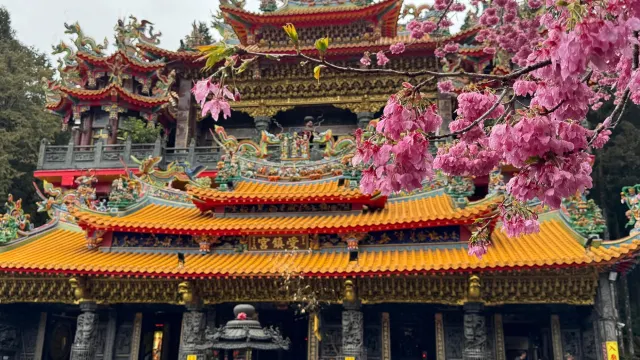 阿里山森林園區 櫻花季t