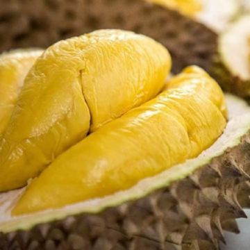 檳城+太平+怡保 榴槤任食6天之旅《季節限定 榴槤任食》8321榴槤園檳城山中果王 、 螃蟹兩味海鮮餐（每人一隻螃蟹及清蒸海蝦）、乘船夜觀螢火蟲