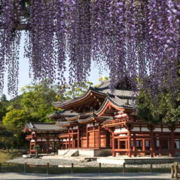 京阪神 春日花見6天寫意之旅~  美山町~茅屋之里、「世界文化遺產」平等院(賞櫻及紫籐花)、嵐山風景區~渡月橋/嵐電櫻花列車、「賞櫻名所百選」紀三井寺、和歌山電鐵貓站長車站~乘特色觀光列車