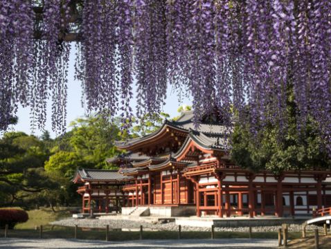 京阪神 春日花見6天寫意之旅~  美山町~茅屋之里、「世界文化遺產」平等院(賞櫻及紫籐花)、嵐山風景區~渡月橋/嵐電櫻花列車、「賞櫻名所百選」紀三井寺、和歌山電鐵貓站長車站~乘特色觀光列車