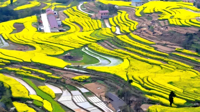 漢中百萬畝油菜花海
