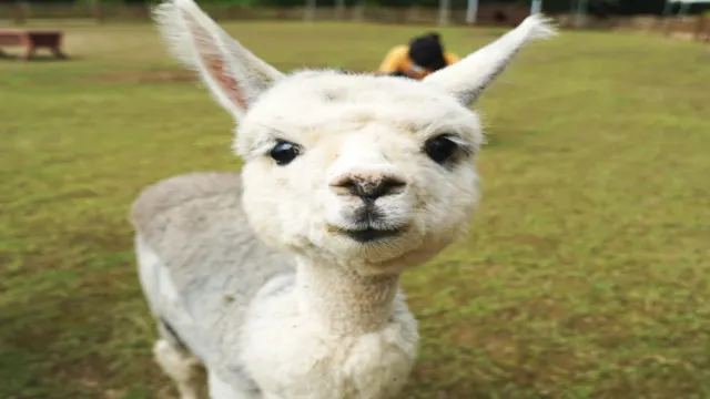 Alpaca World草泥馬樂園