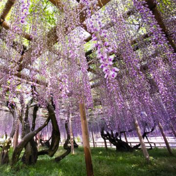 京阪神 春日花見6天寫意之旅~ 美山町~茅屋之里、「世界文化遺產」平等院(賞櫻及紫籐花)、嵐山風景區~渡月橋/嵐電櫻花列車、「賞櫻名所百選」紀三井寺、和歌山電鐵貓站長車站~乘特色觀光列車
