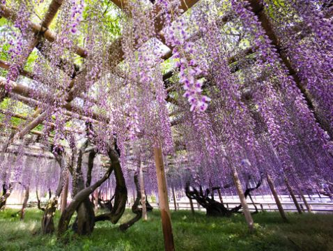京阪神 春日花見6天寫意之旅~ 美山町~茅屋之里、「世界文化遺產」平等院(賞櫻及紫籐花)、嵐山風景區~渡月橋/嵐電櫻花列車、「賞櫻名所百選」紀三井寺、和歌山電鐵貓站長車站~乘特色觀光列車