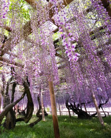 京阪神 春日花見6天寫意之旅~ 美山町~茅屋之里、「世界文化遺產」平等院(賞櫻及紫籐花)、嵐山風景區~渡月橋/嵐電櫻花列車、「賞櫻名所百選」紀三井寺、和歌山電鐵貓站長車站~乘特色觀光列車