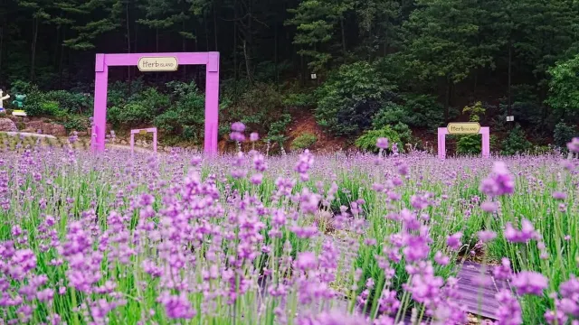 抱川香草島樂園Herb Island