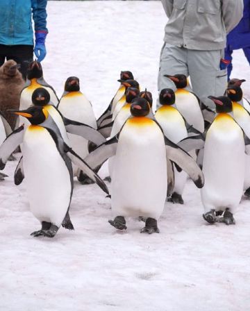 旭川+美瑛 冬日《一日遊 》 即報即成團 |  一人可出發 | 13人小團 |免收旅行團服務費 | 全程無購物