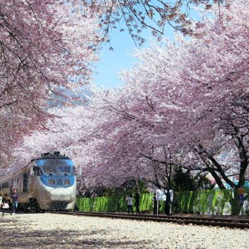 慶尚南道+釜山6天花漾之旅【春日賞花】河東雙溪寺、十里櫻花路、光陽白雲山、麗水梧桐島、靈鷲山、南川洞【鎮海賞櫻】慶和火車站、余左川羅曼史之橋、「第64屆鎮海軍港祭 」海軍基地司令部