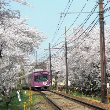 京阪神 春日花見6天寫意之旅~  美山町~茅屋之里、「世界文化遺產」平等院(賞櫻及紫籐花)、嵐山風景區~渡月橋/嵐電櫻花列車、「賞櫻名所百選」紀三井寺、和歌山電鐵貓站長車站~乘特色觀光列車