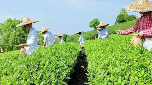 武夷山~採茶體驗