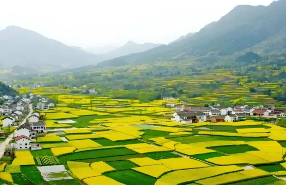漢中百萬畝油菜花海