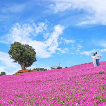 東京、鎌倉 5天休閒玩樂之旅【只搬一次酒店】 Mother牧場(欣賞花田美景、親親小動物)、「日本國寶」高德院~鎌倉大佛、成田山新勝寺