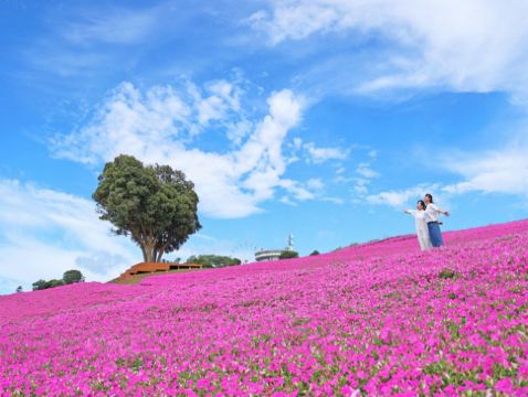 東京、鎌倉 5天休閒玩樂之旅【只搬一次酒店】 Mother牧場(欣賞花田美景、親親小動物)、「日本國寶」高德院~鎌倉大佛、成田山新勝寺