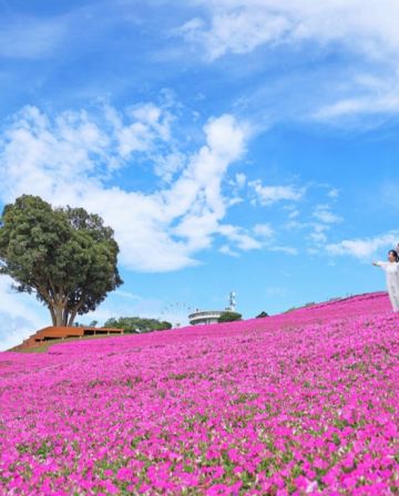 東京、鎌倉 5天休閒玩樂之旅【只搬一次酒店】 Mother牧場(欣賞花田美景、親親小動物)、「日本國寶」高德院~鎌倉大佛、成田山新勝寺