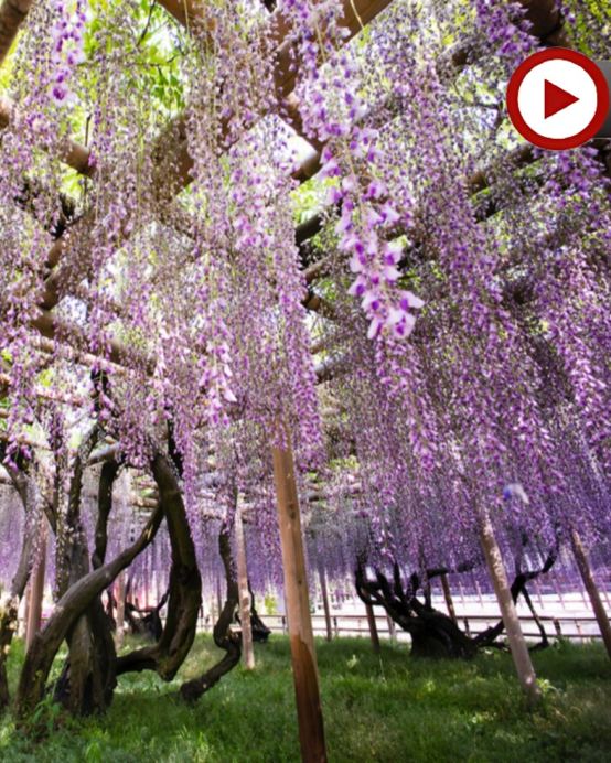 京阪神 春日花見6天寫意之旅~ 美山町~茅屋之里、「世界文化遺產」平等院(賞櫻及紫籐花)、嵐山風景區~渡月橋/嵐電櫻花列車、「賞櫻名所百選」紀三井寺、和歌山電鐵貓站長車站~乘特色觀光列車