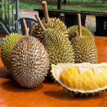 【4鑽】檳城+怡保+吉隆坡5天美食觀光之旅《季節限定 榴槤任食》 遊走榴槤山，各種榴槤品種任食 《保證2晚‧Banyan Tree酒店集團旗下品牌》五星級 檳城Angsana Teluk Bahan