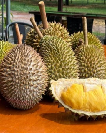 《季節限定 榴槤任食》檳城+怡保+吉隆坡5天美食觀光之旅 - 遊走榴槤山，各種榴槤品種任食 《保證2晚‧Banyan Tree酒店集團旗下品牌》五星級 檳城Angsana Teluk Bahan