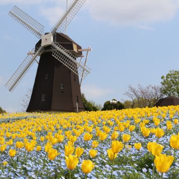 大阪、奈良、和歌山 春日美景5天之旅  「賞花勝地」花博記念公園鶴見綠地~風車之丘、「日本櫻名所100選」興福寺~中金堂、保證入住1晚《國際品牌》南紀白濱Marriott 溫泉酒店