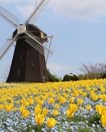 大阪、奈良、和歌山 春日美景5天之旅【尊享香港航空貴賓室】「賞花勝地」花博記念公園鶴見綠地~風車之丘、「日本櫻名所100選」興福寺~中金堂、保證入住1晚《國際品牌》南紀白濱Marriott 溫泉酒店