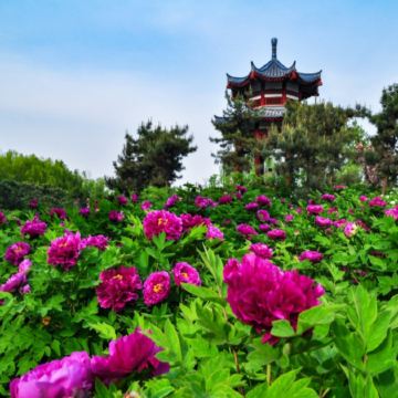 【季節限定】【國泰航空】🌸中原古都(鄭州、開封、登封、洛陽)6天深度遊  洛陽(龍門石窟、國風體驗：穿漢服遊牡丹園)、開封(清明上河園)、輝縣(回龍天界山)、登封(少林寺、塔林)