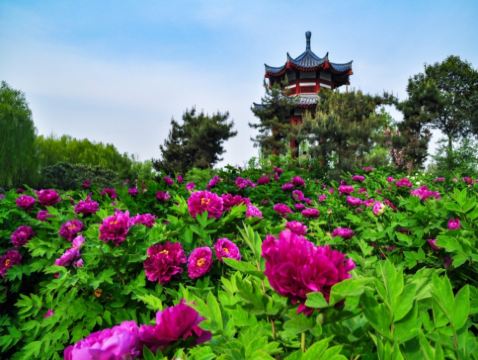【季節限定】【國泰航空】🌸中原古都(鄭州、開封、登封、洛陽)6天深度遊  洛陽(龍門石窟、國風體驗：穿漢服遊牡丹園)、開封(清明上河園)、輝縣(回龍天界山)、登封(少林寺、塔林)